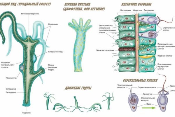 Hydra com зеркало